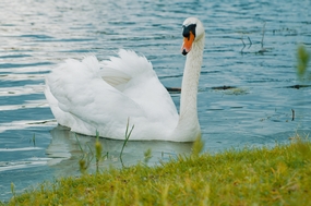 湖边白色天鹅图片